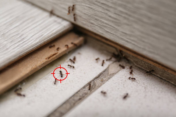 Best Bed Bug Extermination  in Llender, CA