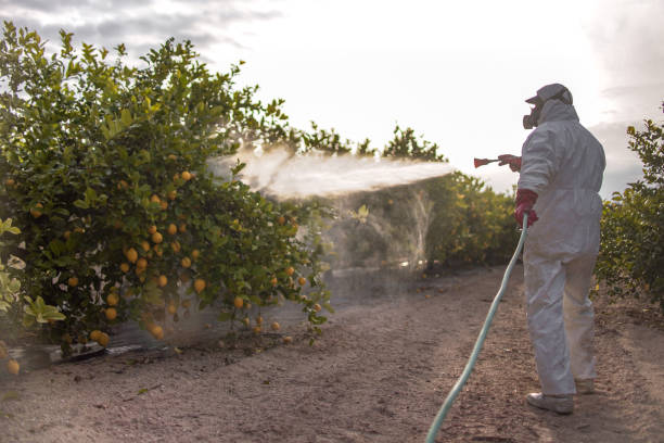 Best Local Pest Control Services  in Llender, CA